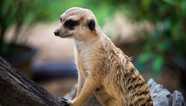 Spend the day at Adelaide Zoo